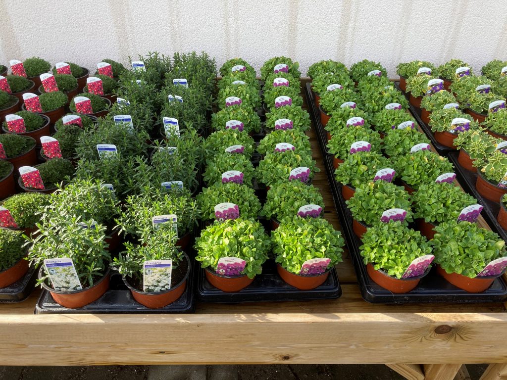 Availability Pot Bedding E Smith and Son