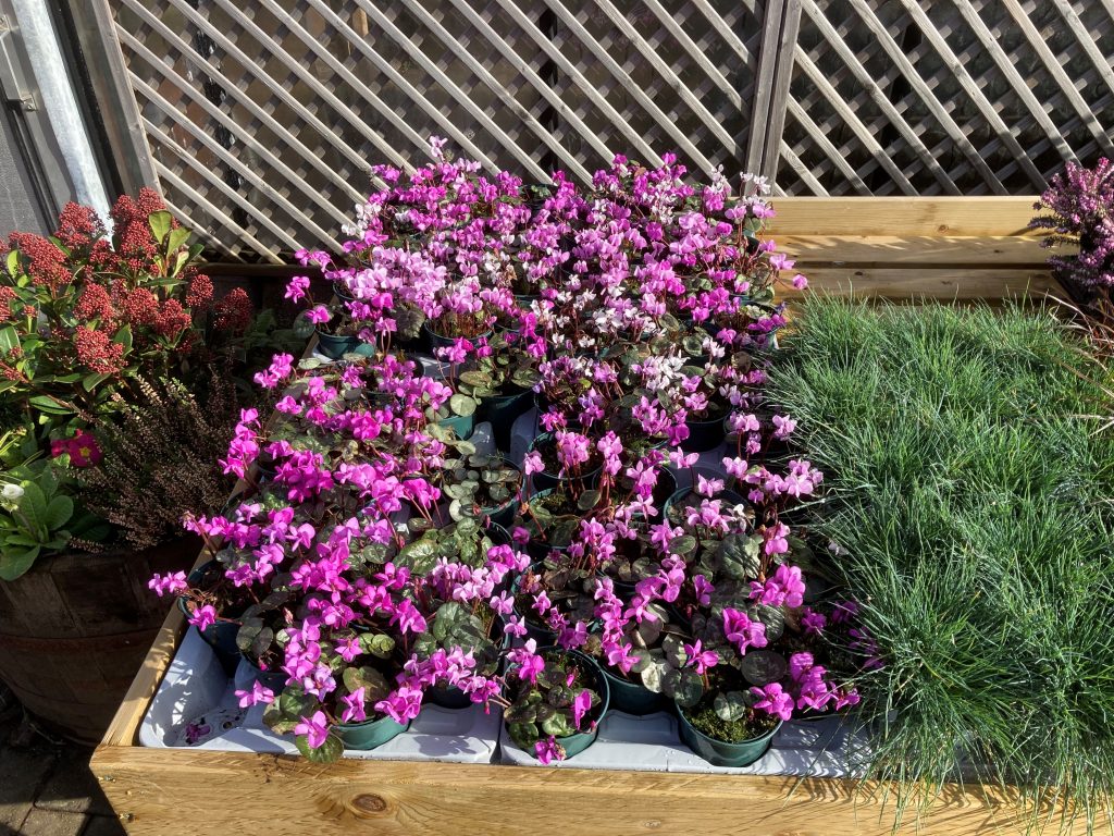 Availability Pot Bedding E Smith and Son